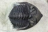 Metacanthina Trilobite - Lghaft, Morocco #107699-2